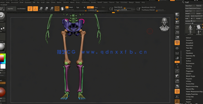 ZBrush人体雕刻解剖学基础核心技术视频教程(图3)