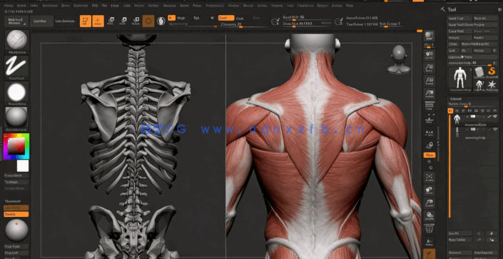 ZBrush人体雕刻解剖学基础核心技术视频教程(图5)