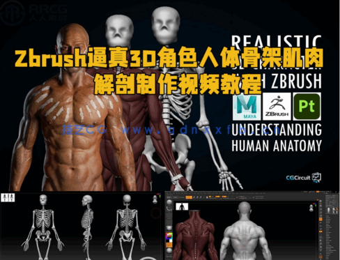  Zbrush逼真3D角色人体骨架肌肉解剖制作视频教程(图1)