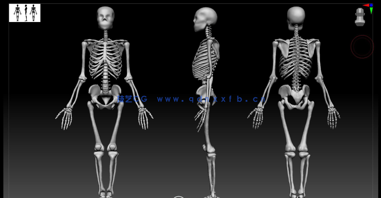  Zbrush逼真3D角色人体骨架肌肉解剖制作视频教程(图4)
