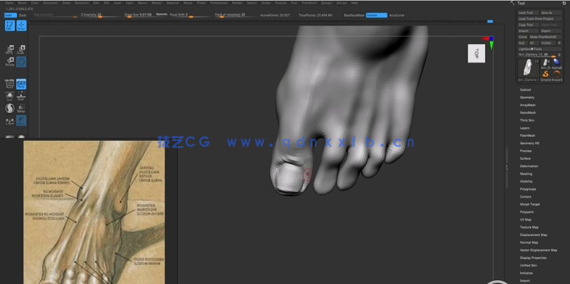 ZBrush健美运动员肌肉结构解剖雕刻技术视频教程 (图3)