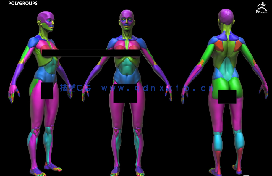 Zbrush女性模块化雕刻解剖学技术视频教程(图3)