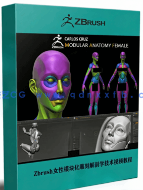 Zbrush女性模块化雕刻解剖学技术视频教程(图1)