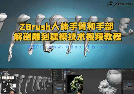 ZBrush人体手臂和手部解剖雕刻建模技术视频教程(图1)