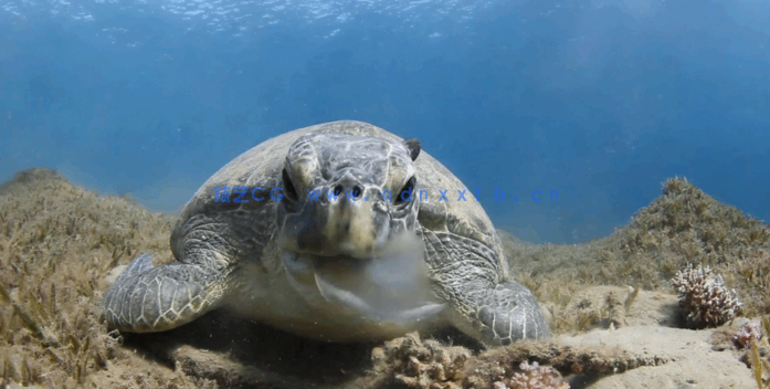 潜水摄影水下精美照片拍摄技能训练视频教程(图5)