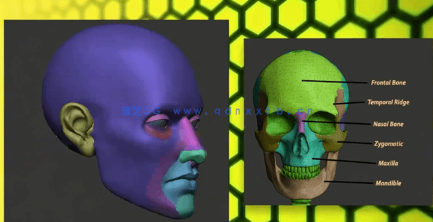 Zbrush脸部面部雕刻建模全面训练视频教程(图5)