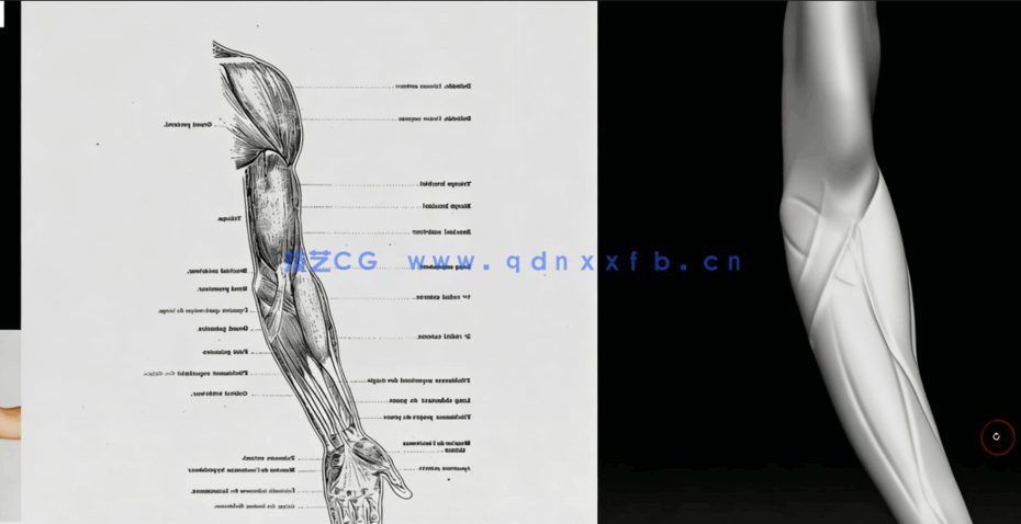 Zbrush人类身体解剖特征雕刻技术视频教程 (图3)