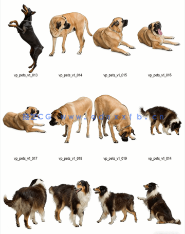 宠物PSD高清免抠素材Viz-People – Pets v1(图2)