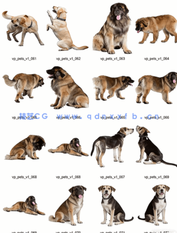 宠物PSD高清免抠素材Viz-People – Pets v1(图5)