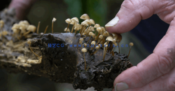 自然森林真菌蘑菇摄影技术大师班视频教程(图3)