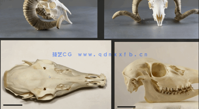  Zbrush奇美拉动物骨架数字雕刻实例训练视频教程(图2)