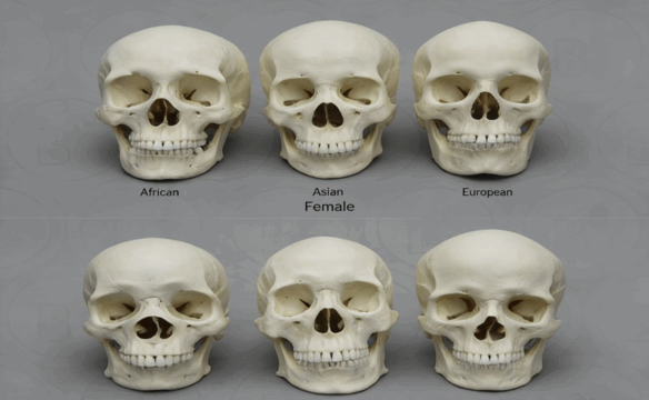  ZBrush逼真人类头骨雕刻建模实例制作视频教程 (图2)