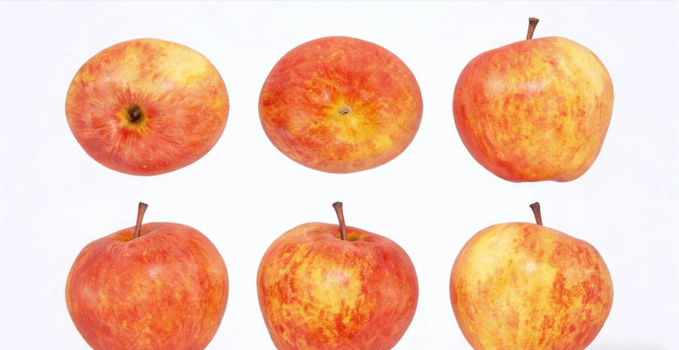 苹果水果模型 Apples Fruit model(图1)