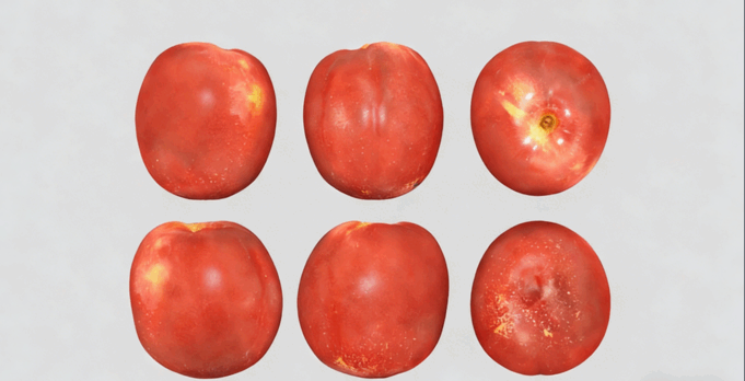油桃水果模型 Nectarines Fruit model(图2)