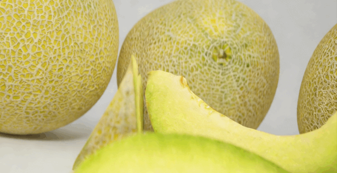 加利亚甜瓜水果模型 Galia Melon Fruit model(图3)