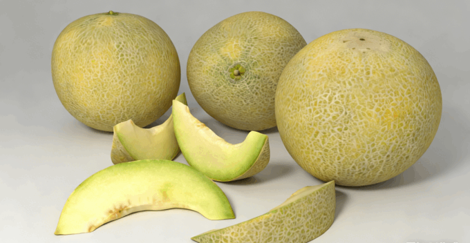 加利亚甜瓜水果模型 Galia Melon Fruit model(图5)