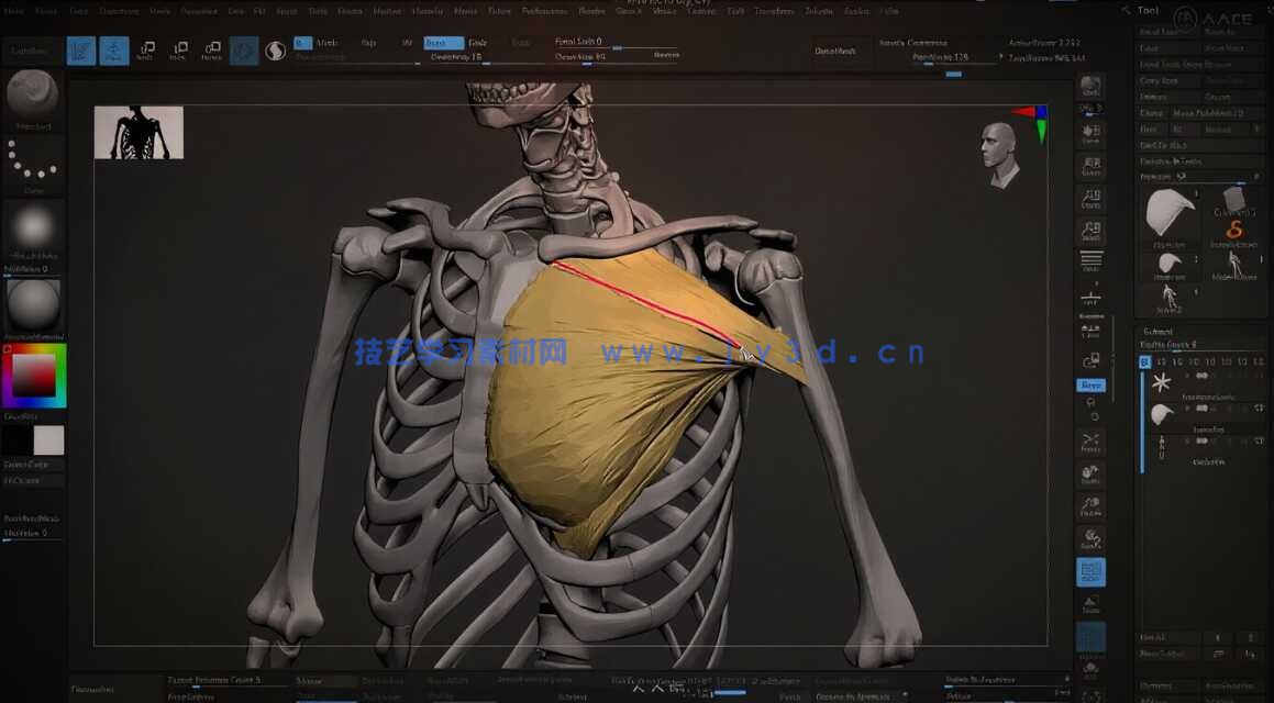 【中文字幕】ZBrush人体雕刻技术进阶大师班视频教程(图6)